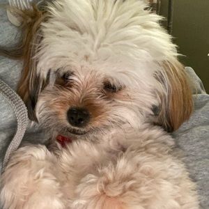 Meet your Posher, Elizabeth